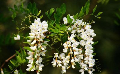 ​新鲜槐花能直接冷冻保存吗（槐花冷冻后可保存多久）