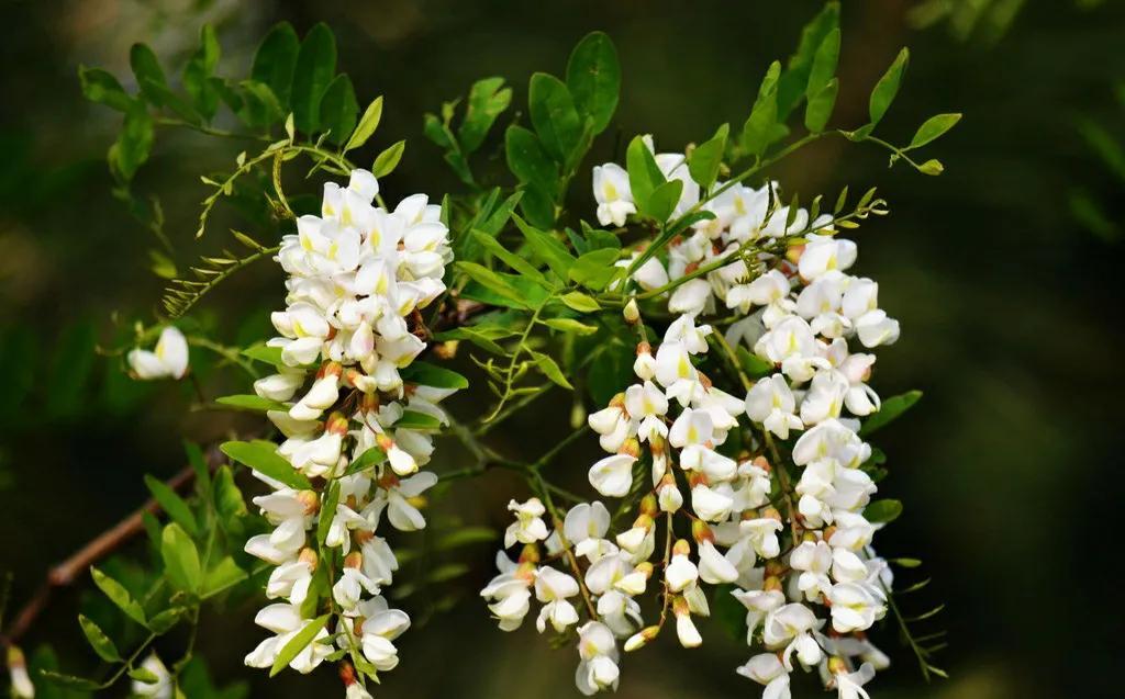 新鲜槐花能直接冷冻保存吗，槐花冷冻后可保存多久 