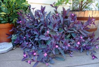 ​紫色叶子的植物叫什么（九种养在室内的紫色盆栽观叶植物）