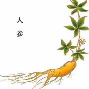 ​人参是什么植物（人参是什么植物的根）