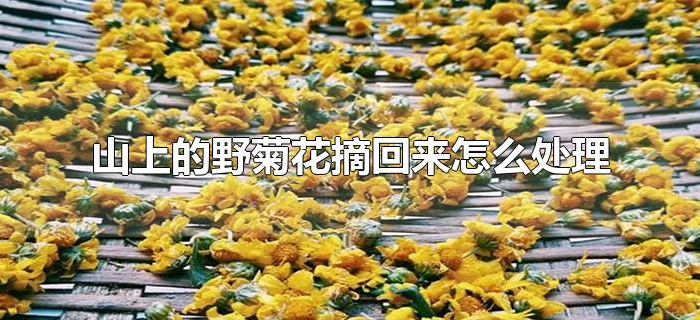 山上的野菊花摘回来怎么处理