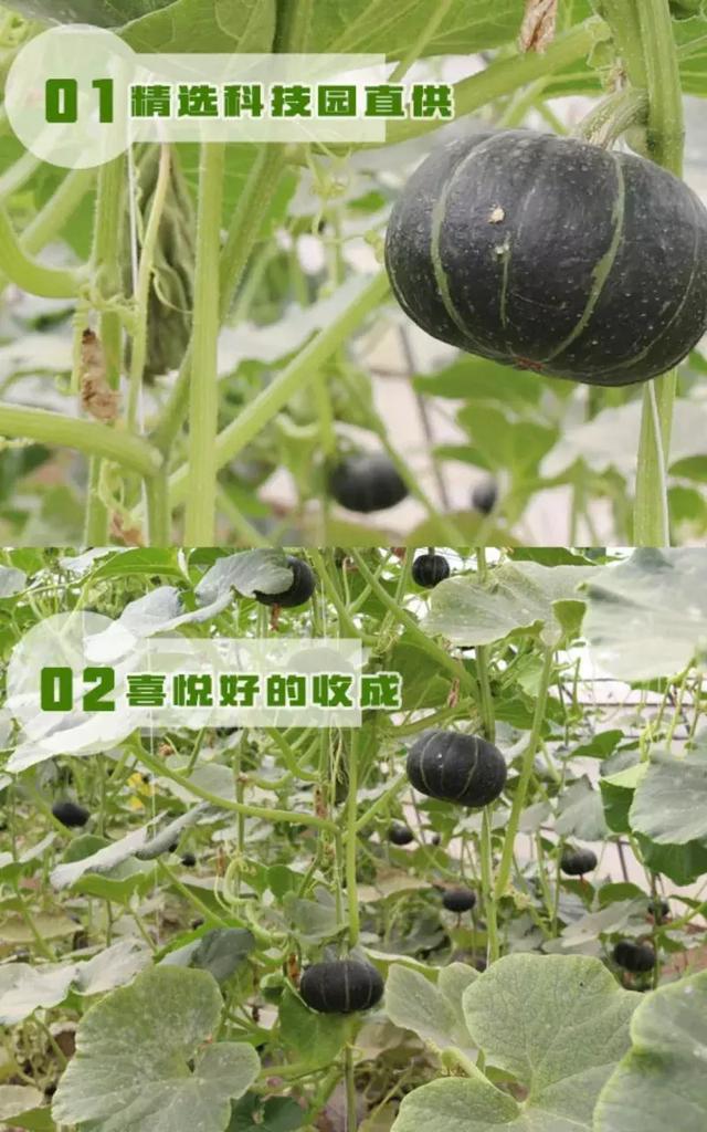 农业蔬菜品种大全（新奇特蔬菜品种大集合）(17)