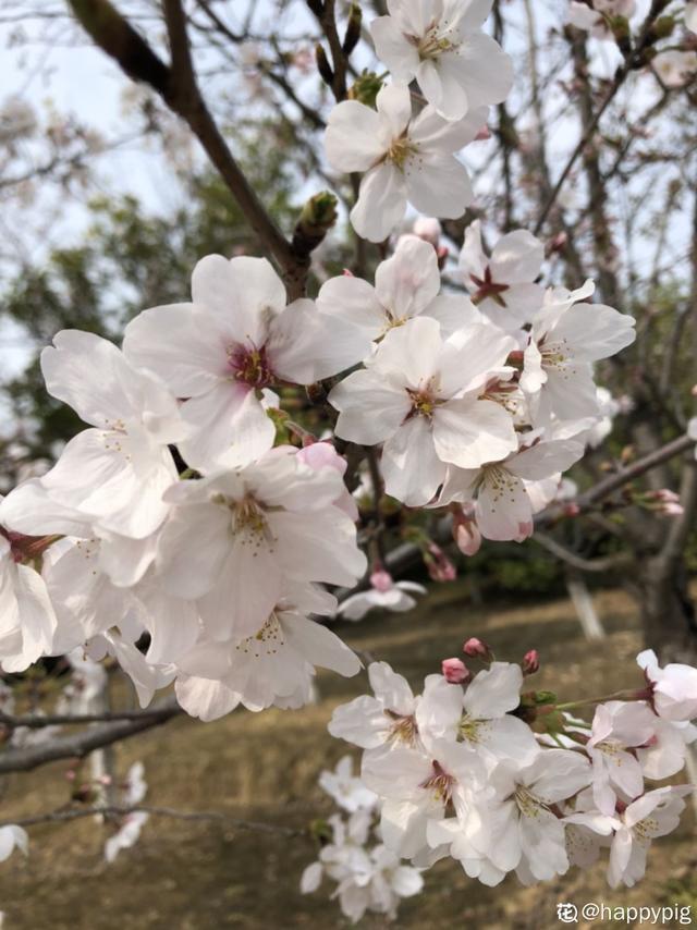 春夏秋冬四季什么花好看（收下这份花名册）(14)