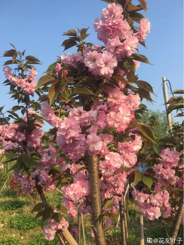 春夏秋冬四季什么花好看（收下这份花名册）(17)