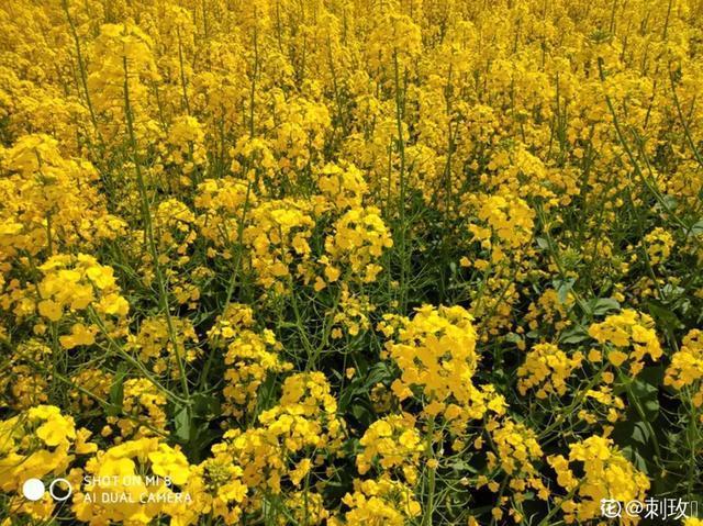 春夏秋冬四季什么花好看（收下这份花名册）(40)