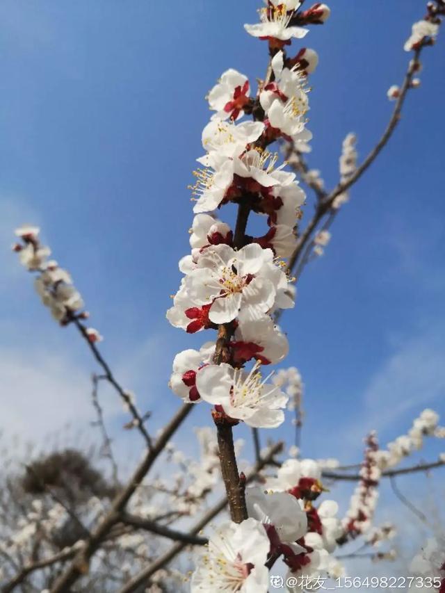 春夏秋冬四季什么花好看（收下这份花名册）(34)