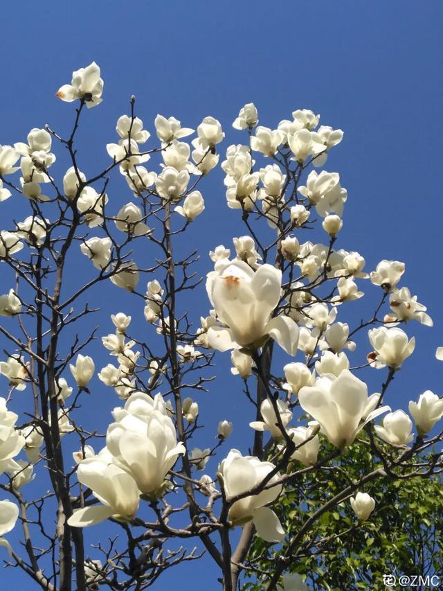 春夏秋冬四季什么花好看（收下这份花名册）(2)