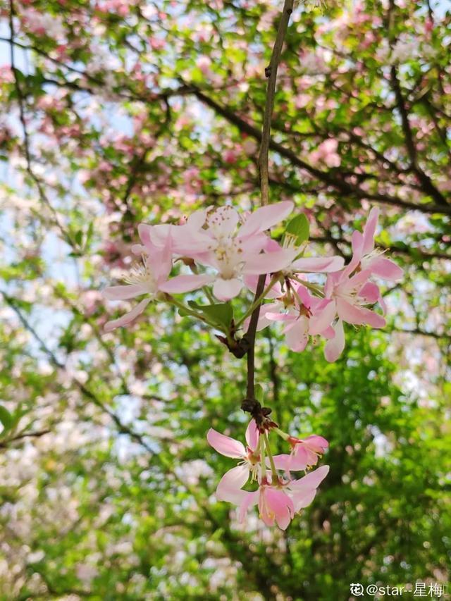 春夏秋冬四季什么花好看（收下这份花名册）(22)