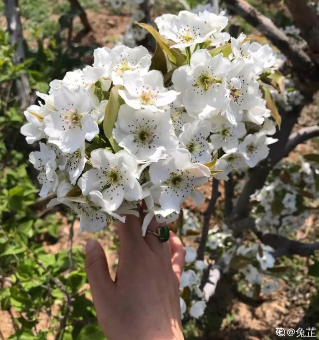 春夏秋冬四季什么花好看（收下这份花名册）(35)