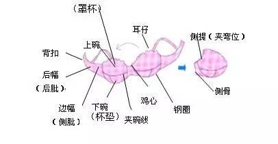 怎样选内衣才是正确的（这些挑内衣必备知识）(8)