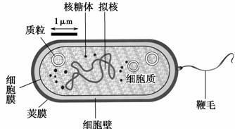 真核生物有哪些