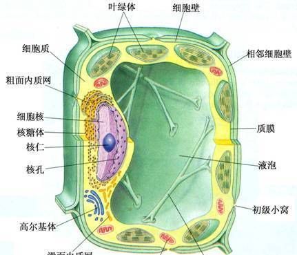 属于真核生物的有哪些?