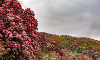 ​百里杜鹃在毕节哪个县,贵州的百里杜鹃在哪里啊