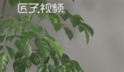 ​果糖是什么(果糖与传统的天然糖之间最大的区别)