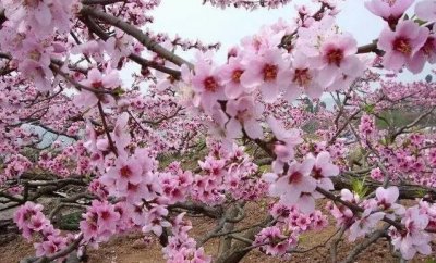 ​闭于桃花最驰名的诗句古诗，人面桃花相应红_意境美好