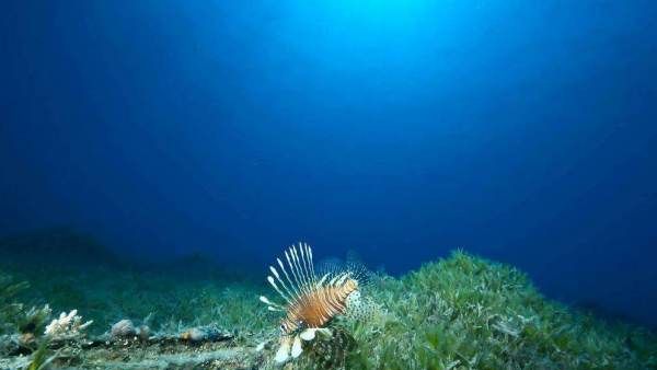 海洋生物有哪些,海洋生物有什么图4