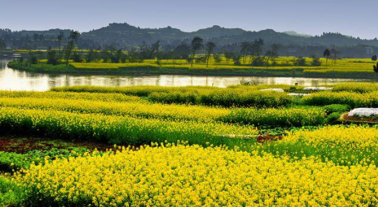 安顺花海风景区在哪里,西安格桑花海在哪里图4