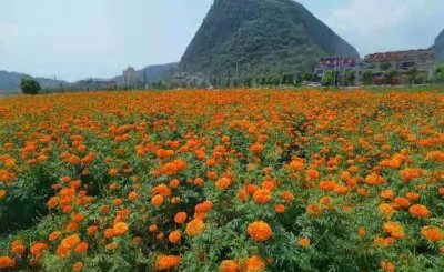 ​安顺花海风景区在哪里,西安格桑花海在哪里