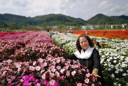 山里江南蝶恋花海几月去最好