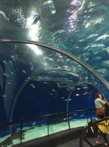 ​上海海洋水族馆攻略路线  上海海洋水族馆攻略 转一圈如何再回去