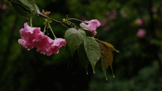 春夜喜雨表达了诗人怎样的感情(春夜喜雨古诗意思解释)