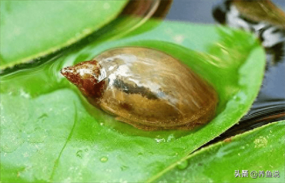 ​鱼缸里有水蜗牛好不好(水蜗牛能净化水质吗)