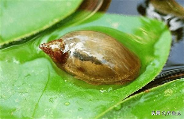 鱼缸里有水蜗牛好不好(水蜗牛能净化水质吗)