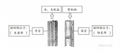 ​植物结构之输导组织