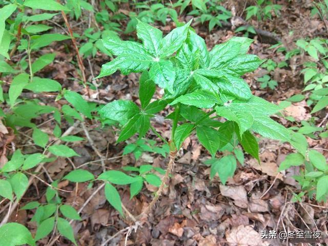 东北有哪些可以吃的山野菜（这些山野菜最受欢迎）(2)