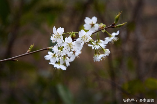 樱桃花与樱花，傻傻分不清楚