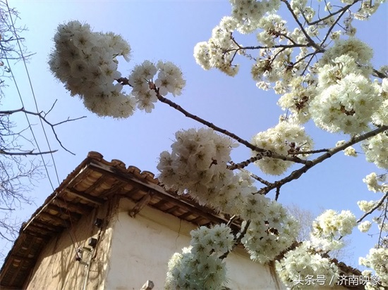 樱桃花与樱花，傻傻分不清楚