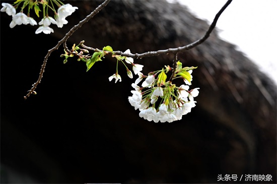 樱桃花与樱花，傻傻分不清楚