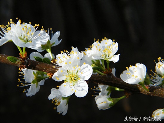 樱桃花与樱花，傻傻分不清楚