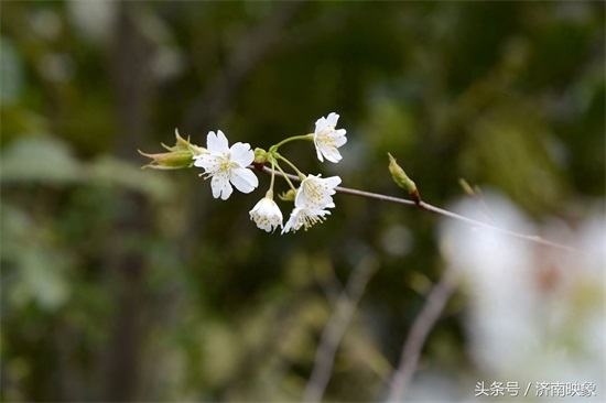 樱桃花与樱花，傻傻分不清楚