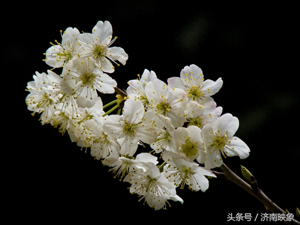 樱桃花与樱花，傻傻分不清楚