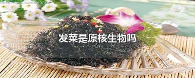 ​原生生物中有原核生物吗 原生生物和原核生物一样吗