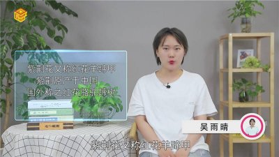 ​香港是紫荆花还是莲花[香港是紫荆花澳门各什么金花]