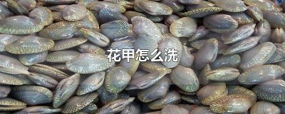 ​花甲怎么洗最快最干净 花甲怎么洗 如何洗花甲才干净