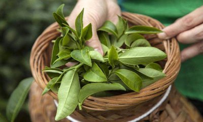 ​茶叶是碱性的还是酸性 茶叶是碱性的还是酸性的?