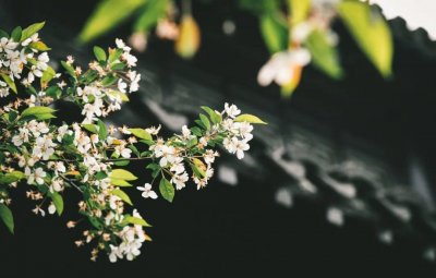 ​关于花的诗句名句大全（10首赏花的唯美古诗）