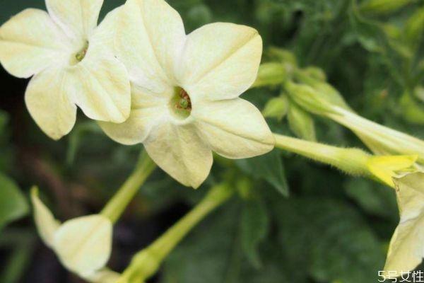 花烟草的花语是什么呢 花烟草的种植要注意什么呢