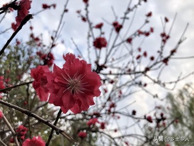 ​花朝节的由来和风俗有哪些（花朝节是哪一天）