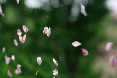 ​关于花开花落经典诗句有哪些（在古诗词里静赏花开花落）