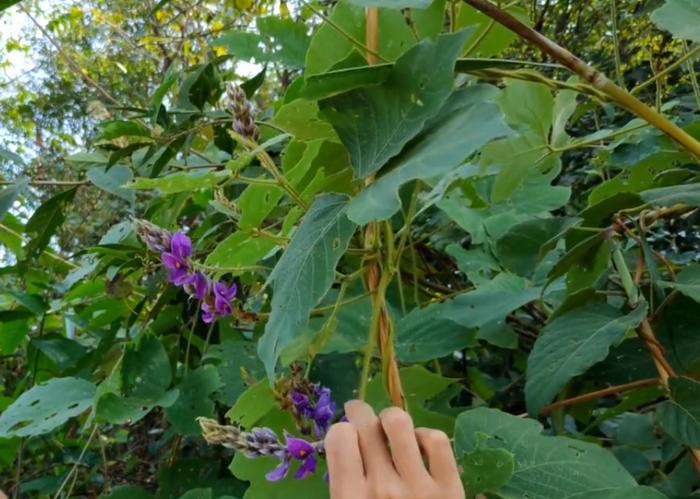 农村一种神奇的花朵，用来泡茶解酒效果好，可惜极少人知道