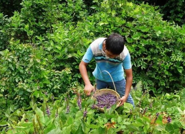 农村一种神奇的花朵，用来泡茶解酒效果好，可惜极少人知道