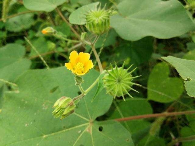 农村这种野草，看着觉得扎手不敢碰，有健脾和止泻的作用