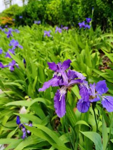 ​鸢尾花如何养护，繁殖方法有哪些