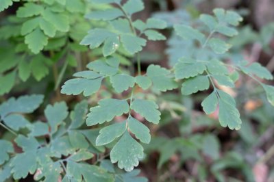 ​蕨类植物的养殖方法