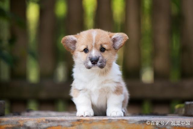 柯基犬没有尾巴原因有二，你支持柯基断尾吗