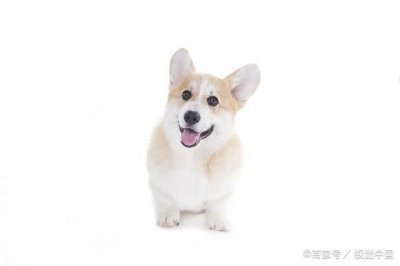 ​柯基犬没有尾巴原因有二，你支持柯基断尾吗